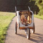 Hond zit ontspannen in een fietskar op een landweg