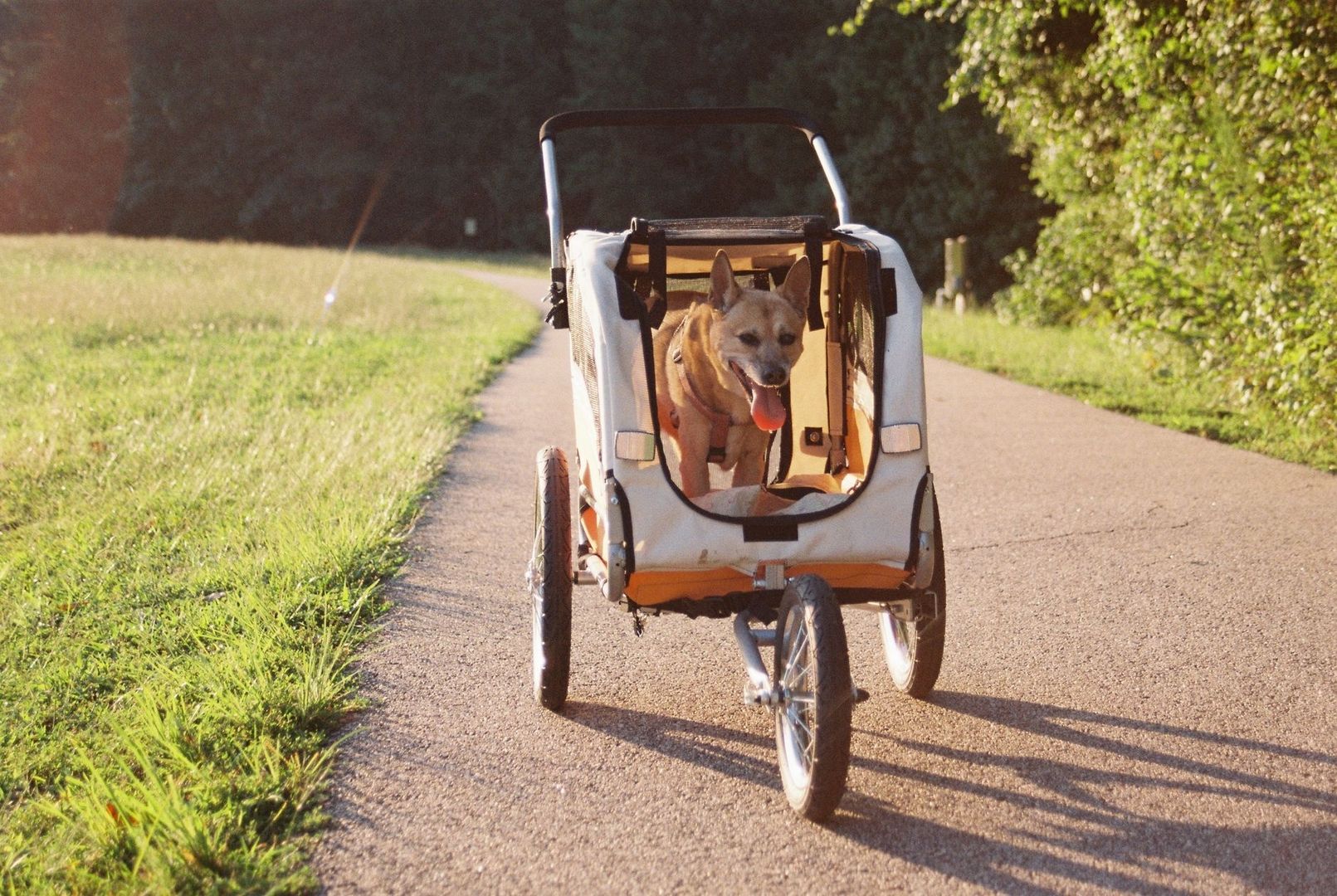 Hond zit ontspannen in een fietskar op een landweg