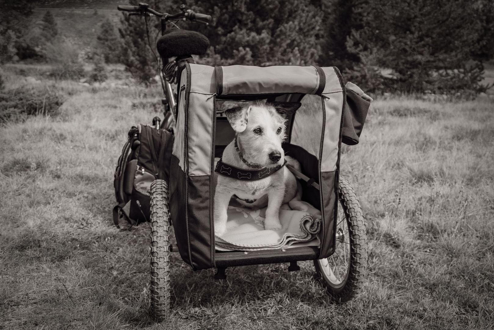 Hondje zit rustig in een fietskar op een grasveld